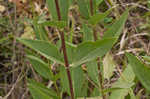 Wholeleaf rosinweed